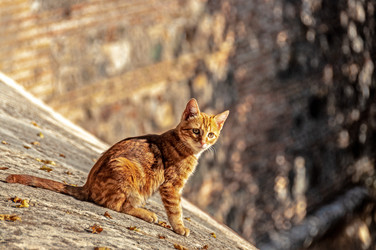 Similar image 21521237