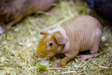 Similar image 21523700