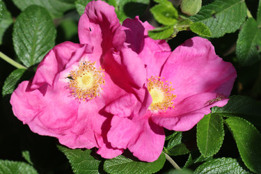 Similar image 21522988