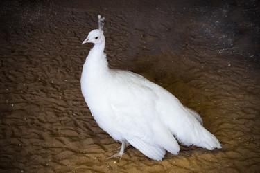 Similar image 21523789