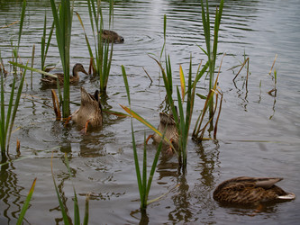 Similar image 21534303