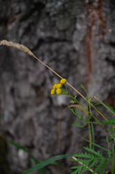 Similar image 21534449