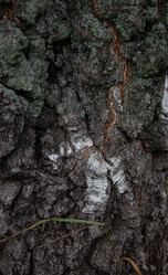 Similar image 21534455