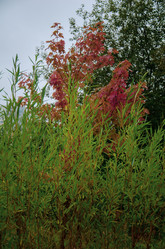 Similar image 21534342