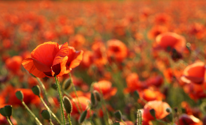 Similar image 21542696