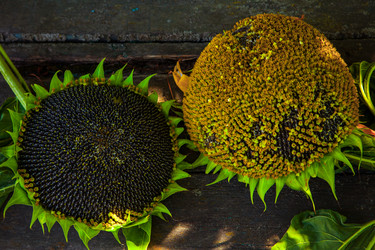 Similar image 21530103