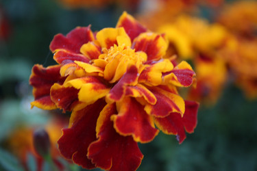 Similar image 21533509