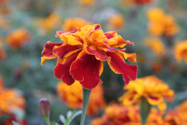 Similar image 21533510