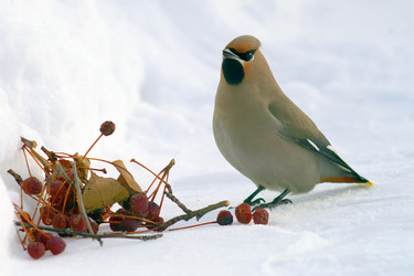 Similar image 21528851