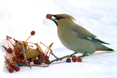 Similar image 21528852