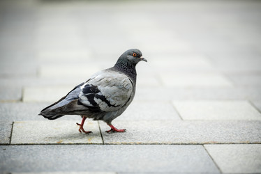 Similar image 21526489