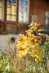 Similar image 21526407