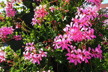 Similar image 21527898