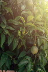 Similar image 21533244