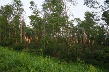 Similar image 21525310