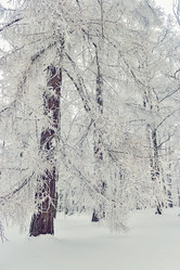 Similar image 21529353