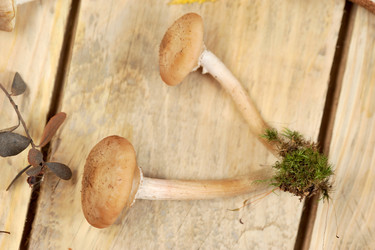 Similar image 21536838