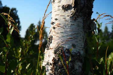 Similar image 21525341