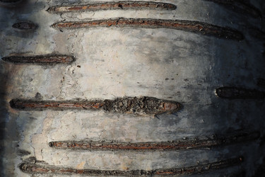 Similar image 21525342