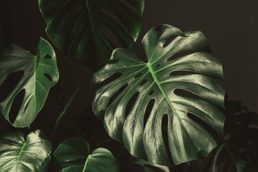 Similar image 21524876