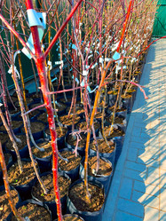 Similar image 21525925