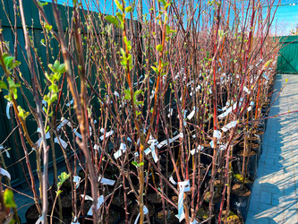 Similar image 21525931