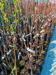 Similar image 21525933