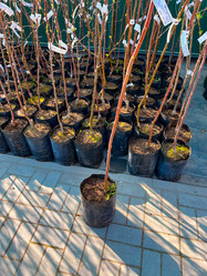 Similar image 21525935