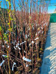 Similar image 21525937