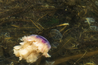 Similar image 21524740