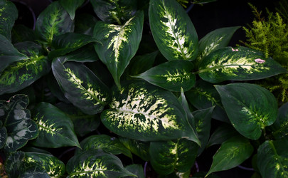 Similar image 21524496