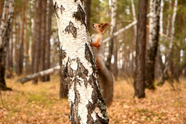 Similar image 21524330