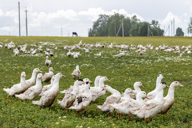 Similar image 21524334