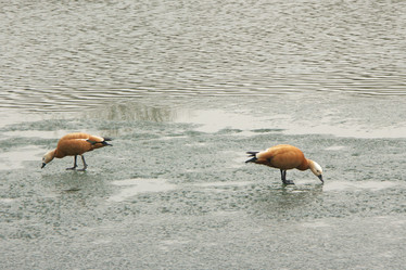 Similar image 21524360