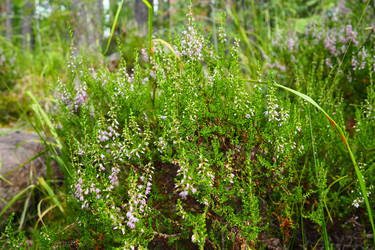 Similar image 21525510