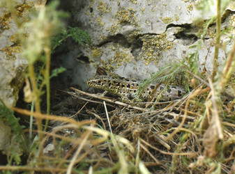 Similar image 21525811