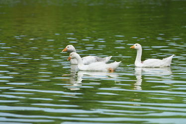 Similar image 21525816