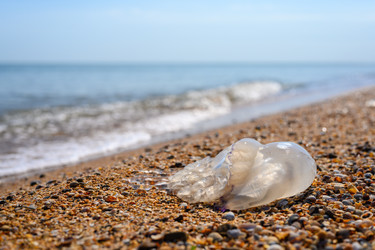 Similar image 21524969