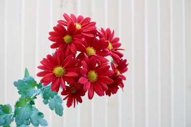 Similar image 21525139