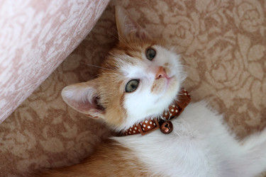 Similar image 21525259