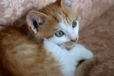 Similar image 21525262