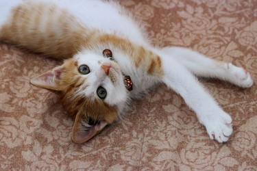 Similar image 21525263