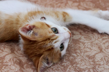 Similar image 21525264