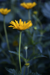 Similar image 21525187