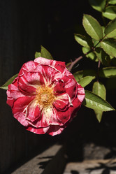 Similar image 21525192