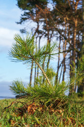 Similar image 21525286