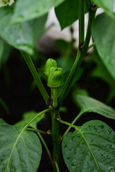 Similar image 21526704