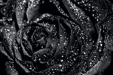 Similar image 21528259