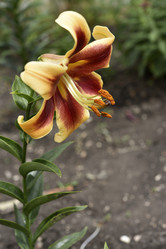 Similar image 21526887