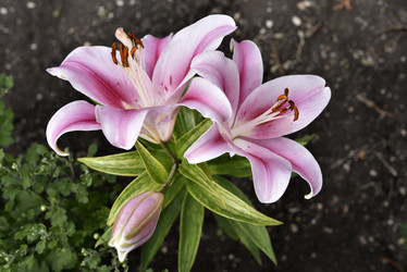 Similar image 21526890